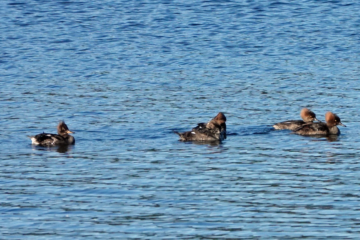 Hooded Merganser - ML144117731