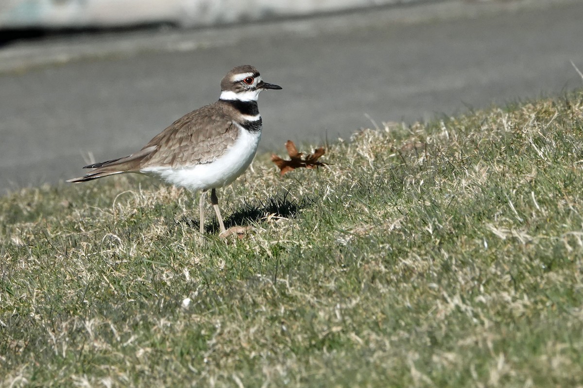 Killdeer - ML144117841