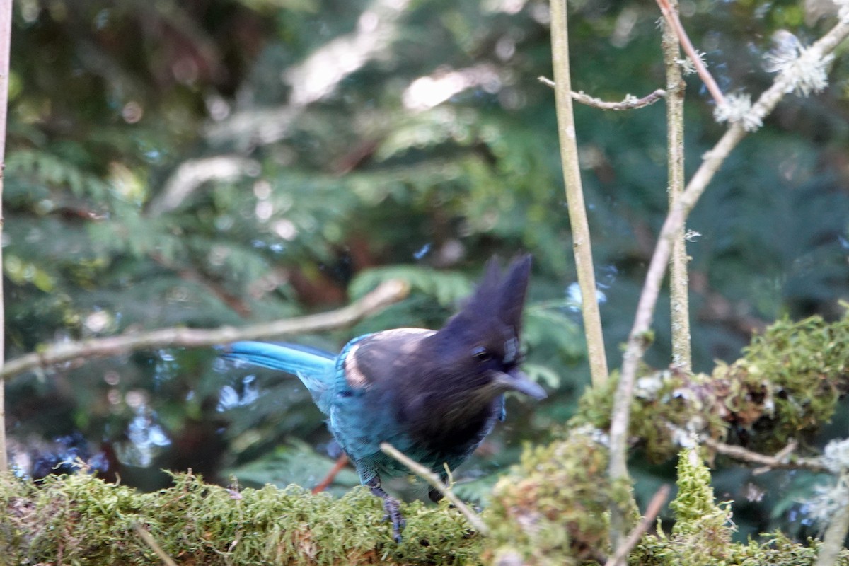 Steller's Jay (Coastal) - ML144118051