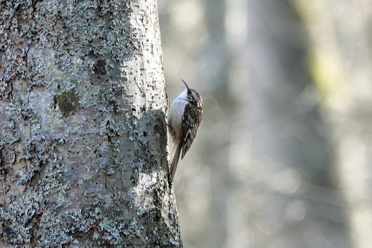 Brown Creeper - ML144118101