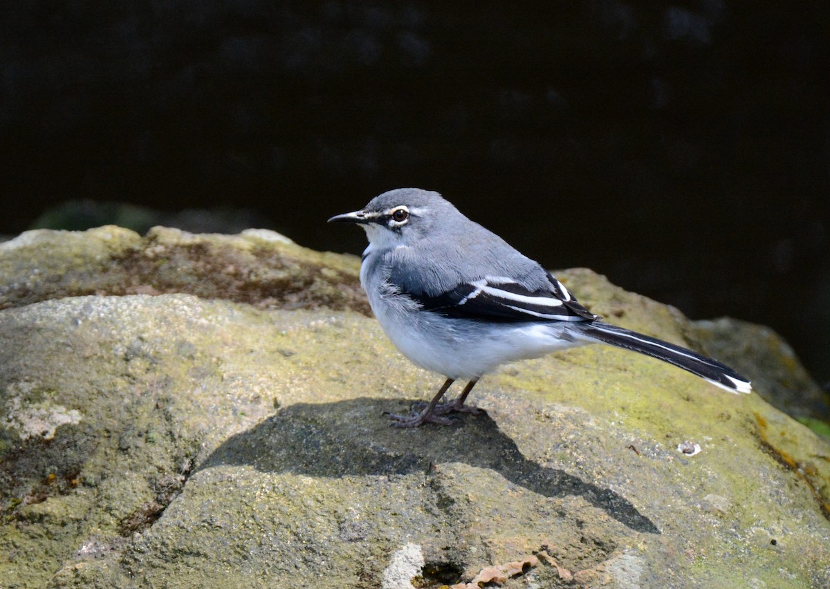 Mountain Wagtail - Kyle Kittelberger