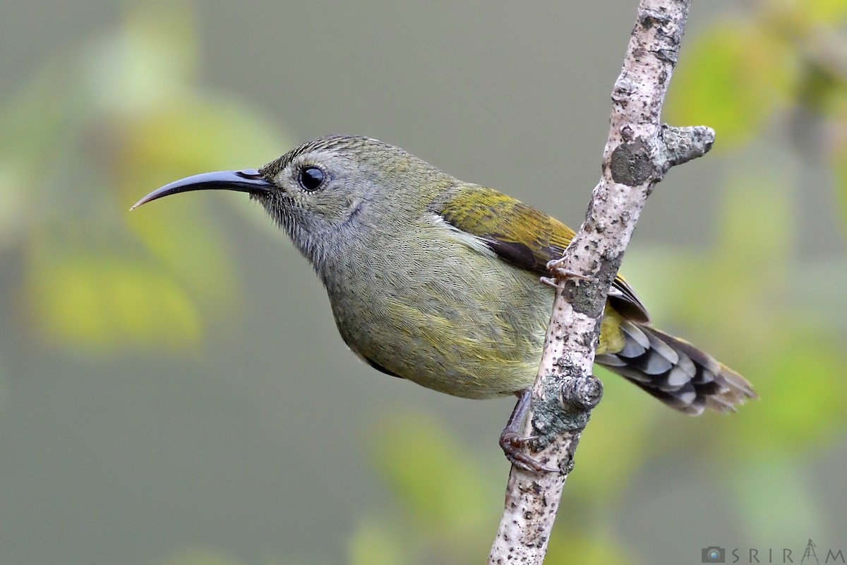 Grünschwanz-Nektarvogel - ML144118621