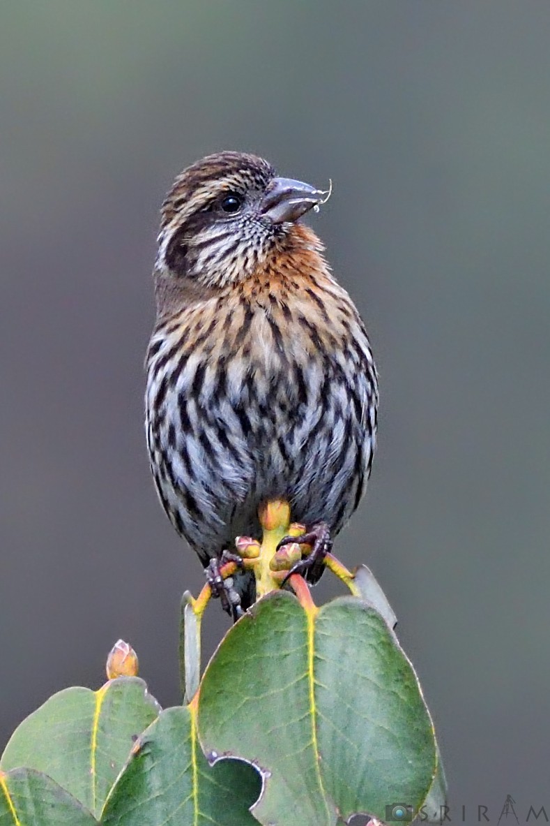 Himalayan White-browed Rosefinch - Sriram Reddy