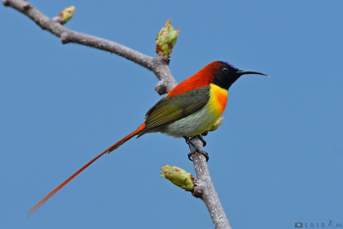 Fire-tailed Sunbird - Sriram Reddy