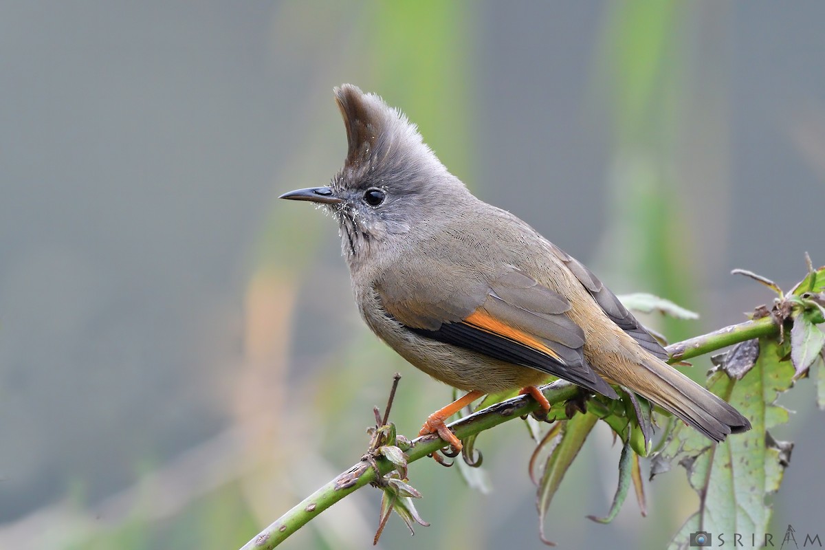 Stripe-throated Yuhina - ML144118921