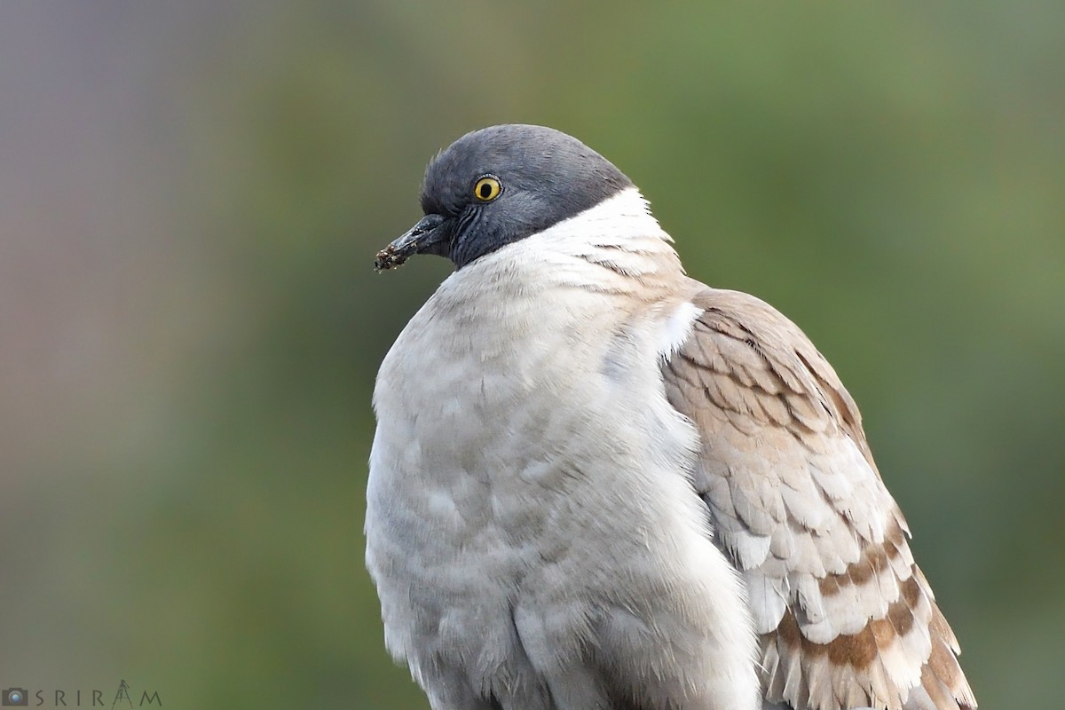 Snow Pigeon - Sriram Reddy