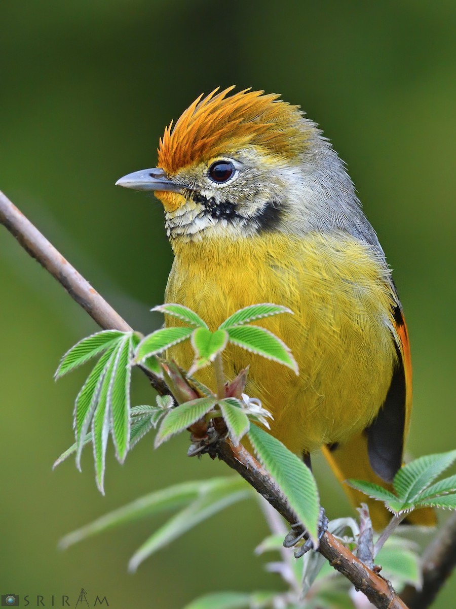 Chestnut-tailed Minla - Sriram Reddy