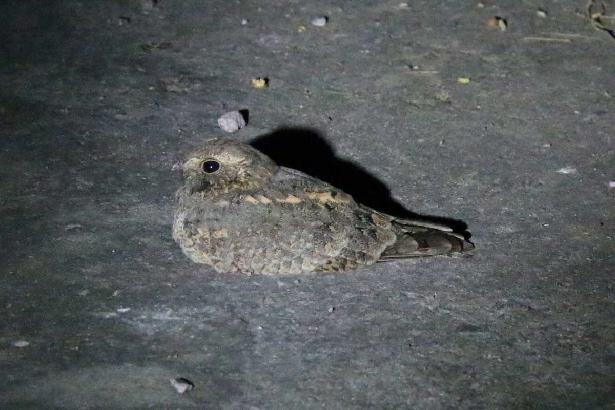 Savanna Nightjar - ML144120461