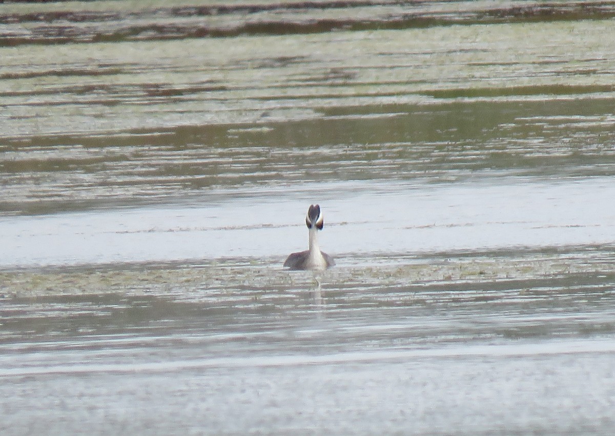 Great Crested Grebe - ML144121421