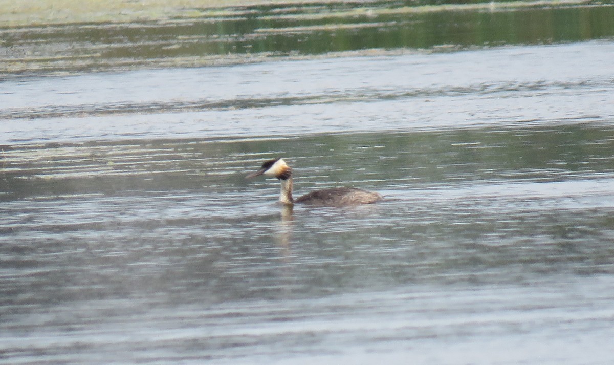 Great Crested Grebe - ML144121451