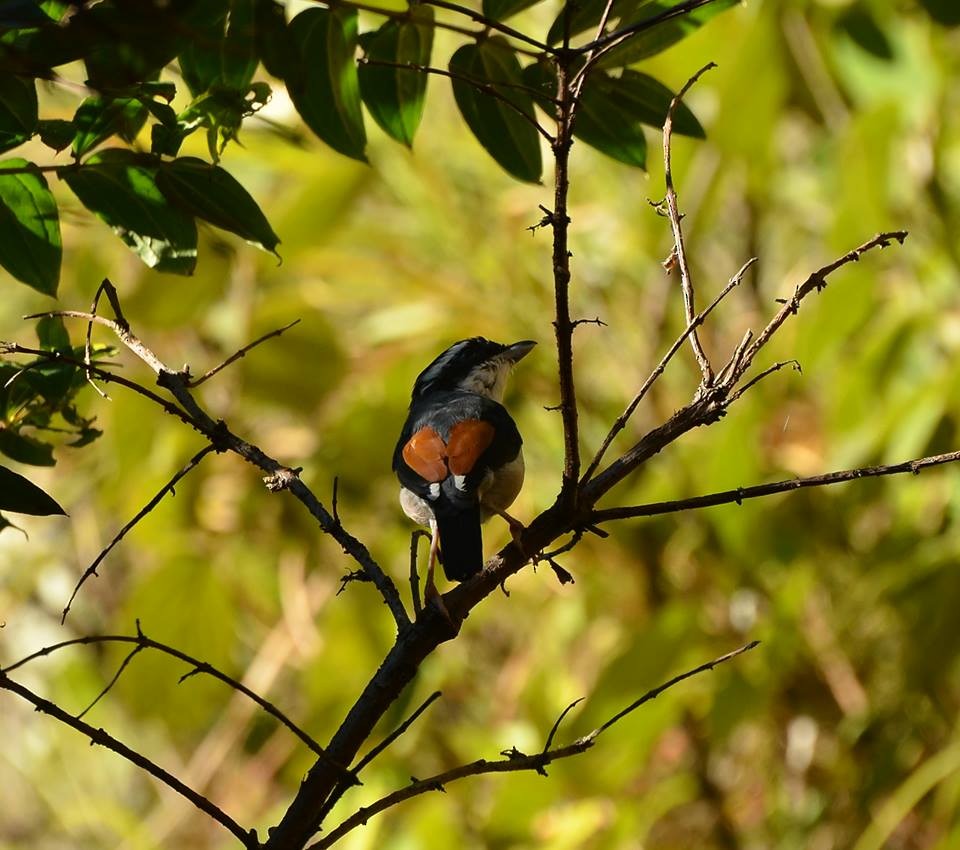 White-browed Shrike-Babbler (Himalayan) - ML144121991