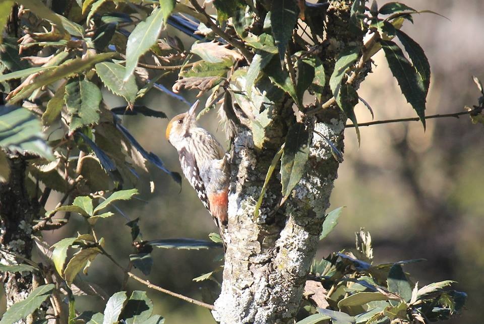 Brown-fronted Woodpecker - ML144122021