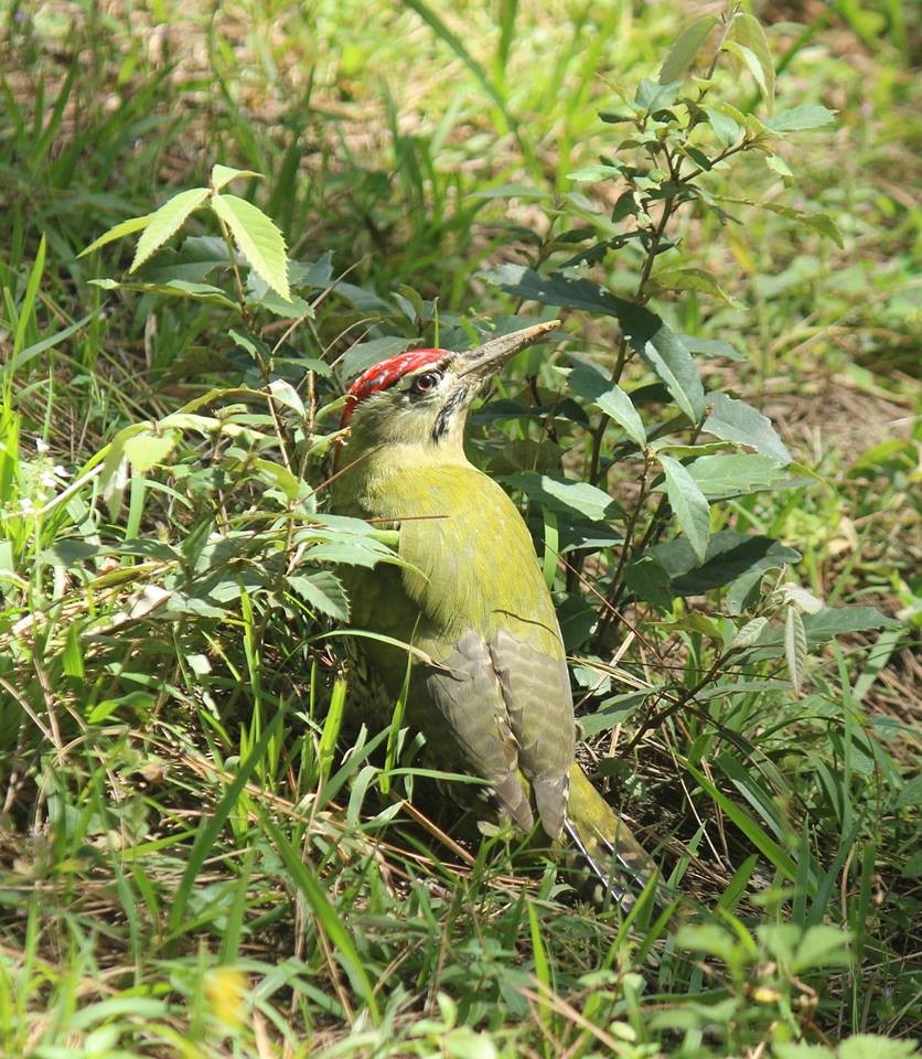 Gray-headed Woodpecker - Dipankar Roy