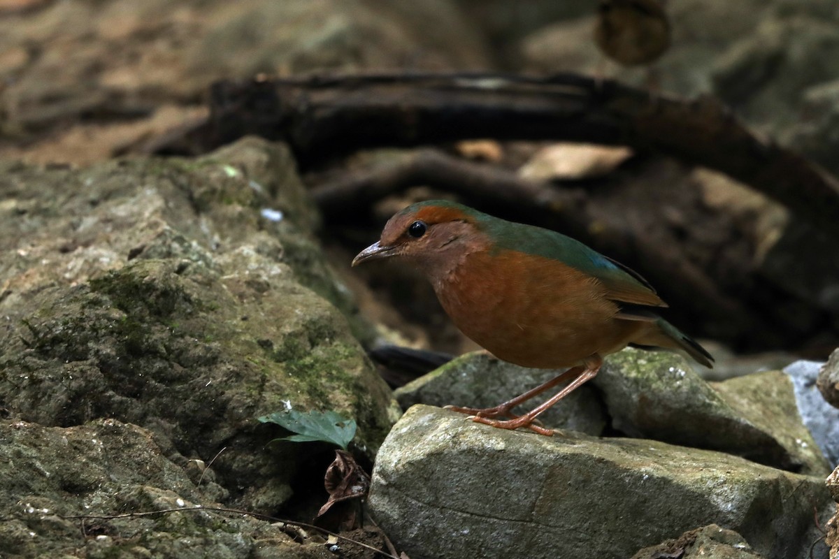 Blue-rumped Pitta - ML144123111