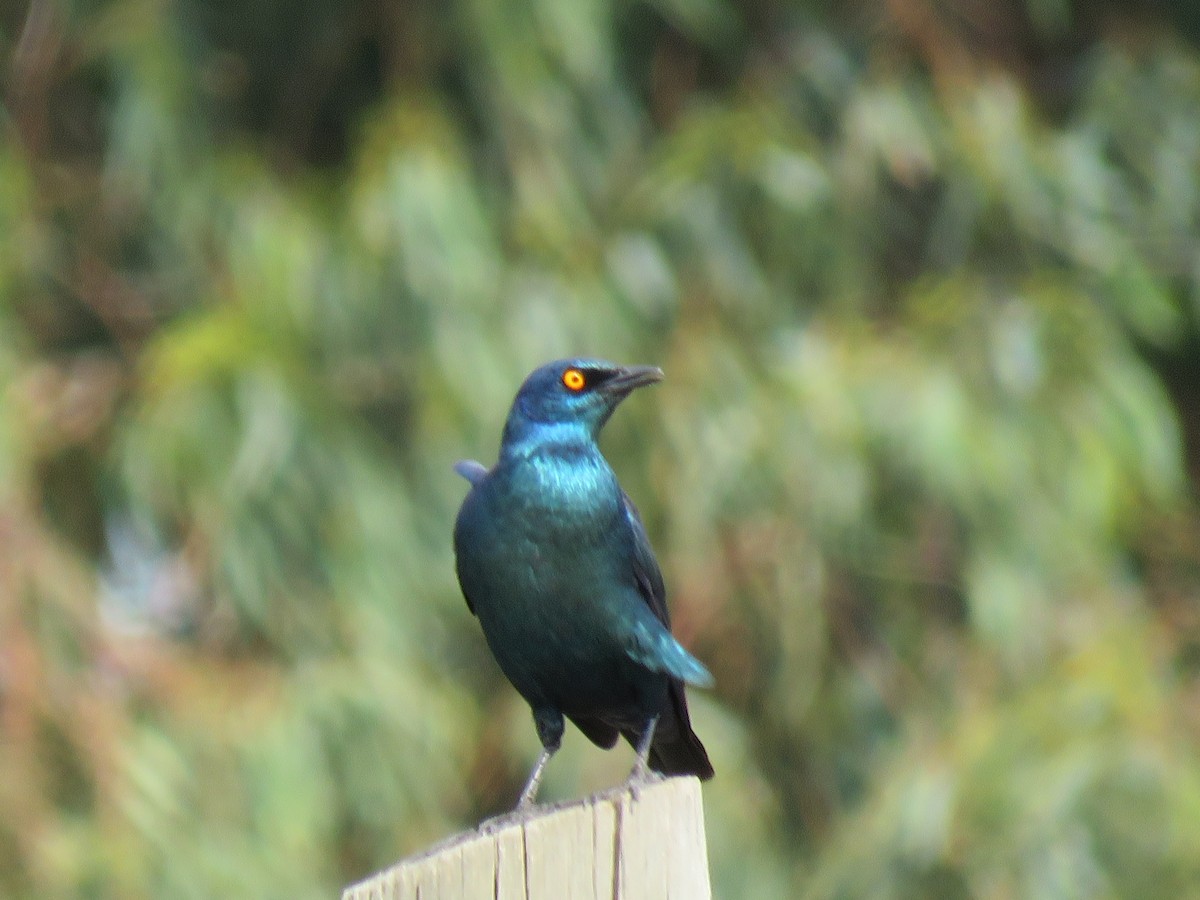 Cape Starling - Becky Turley