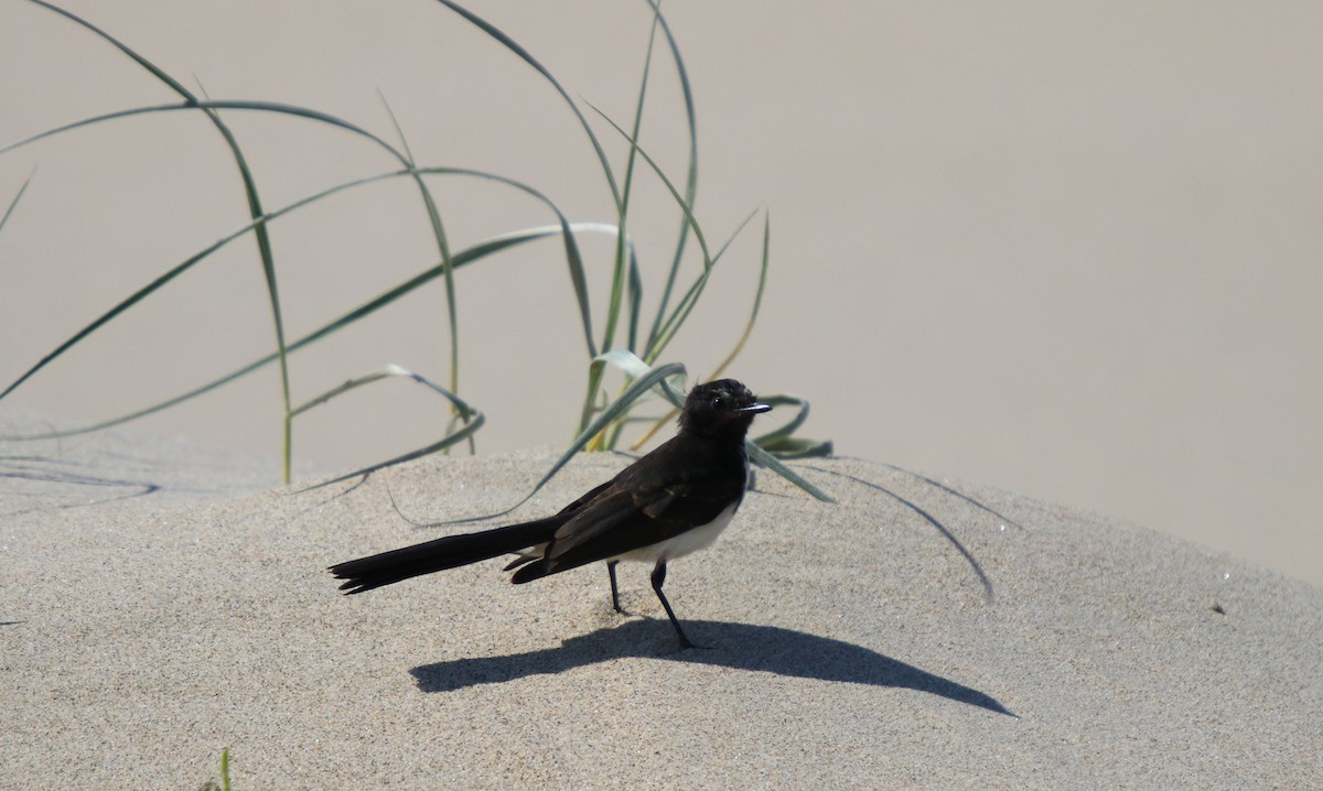 Willie-wagtail - ML144125501