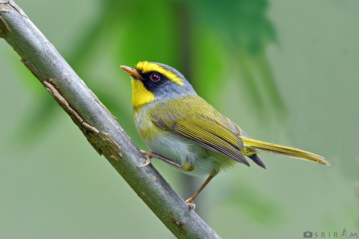 Black-faced Warbler - Sriram Reddy