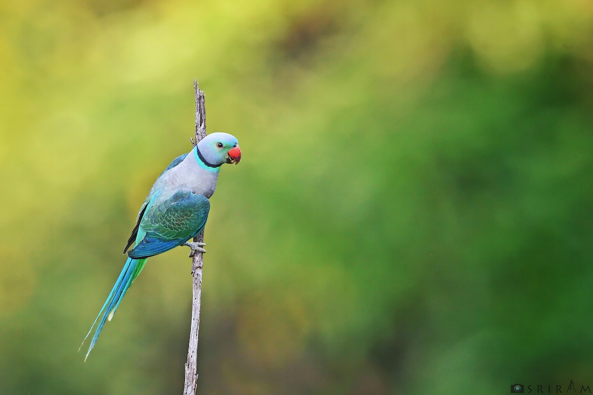 Malabar Parakeet - ML144126581