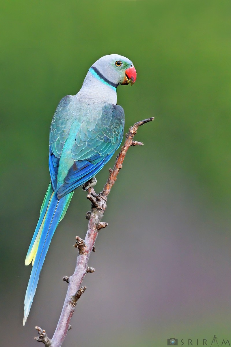 Malabar Yeşil Papağanı - ML144126591