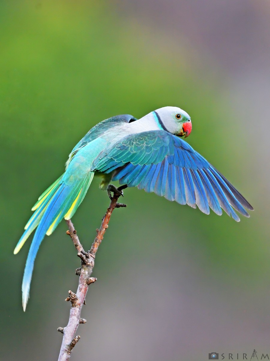 Malabar Yeşil Papağanı - ML144126601