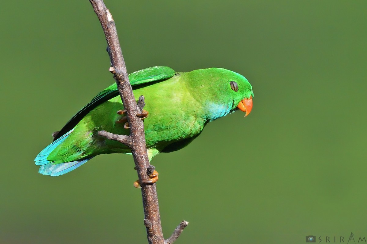 Vernal Hanging-Parrot - Sriram Reddy