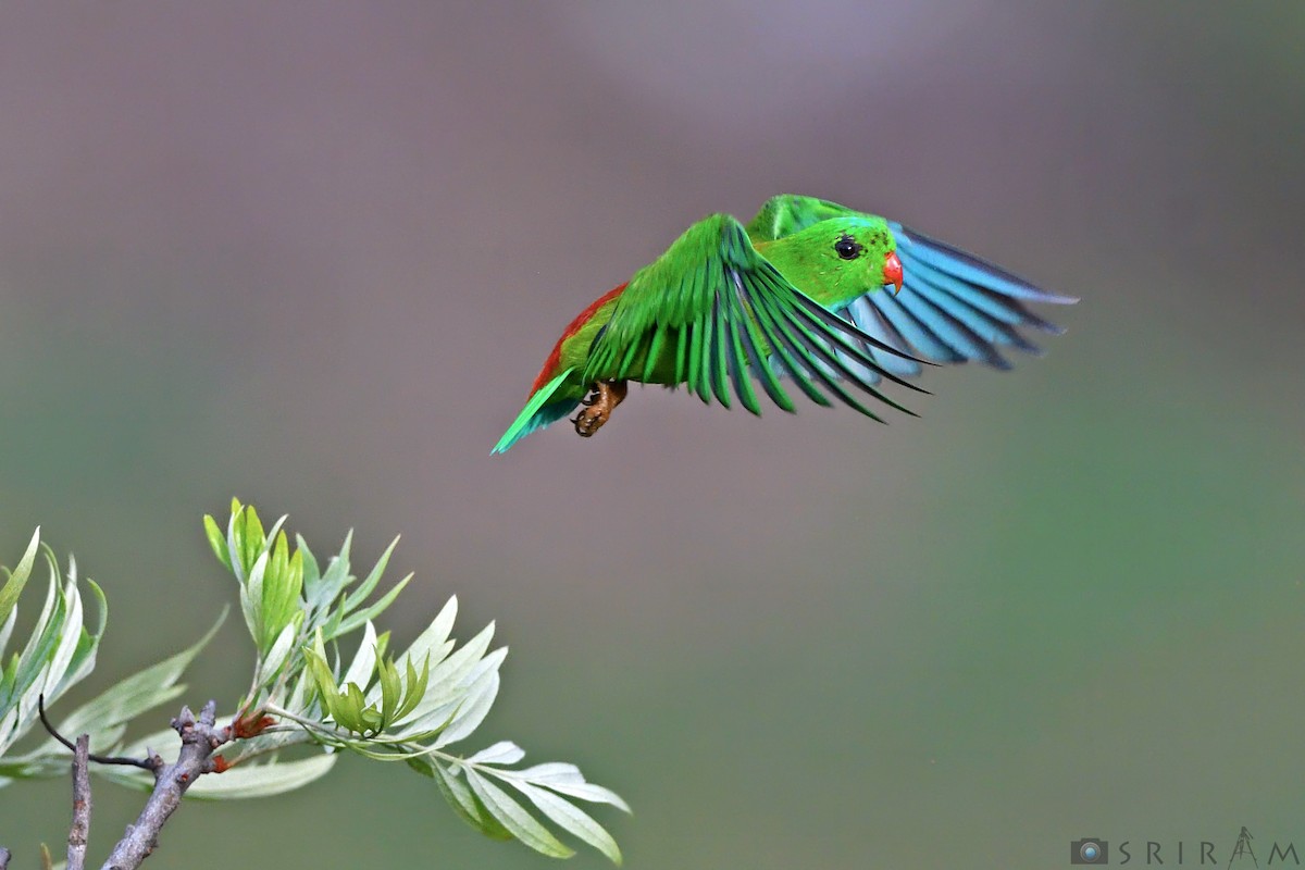 Vernal Hanging-Parrot - ML144126631