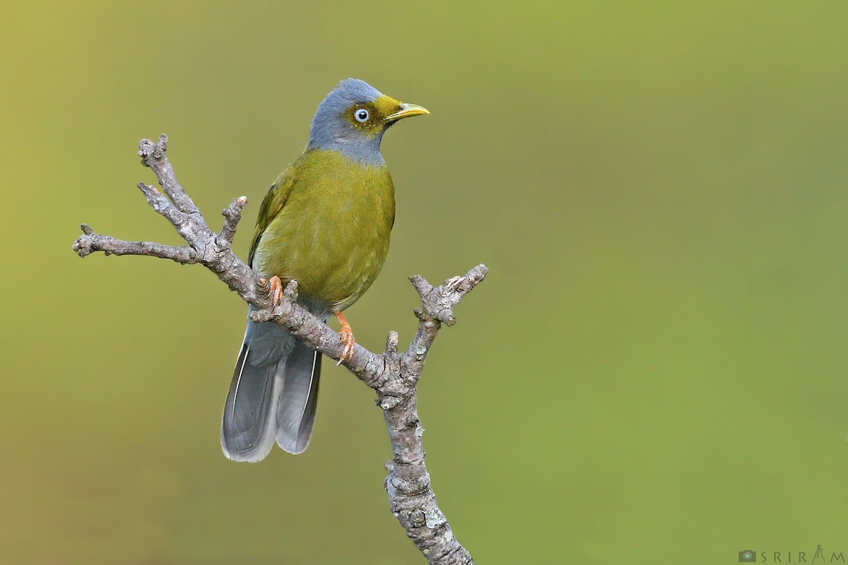 Gray-headed Bulbul - Sriram Reddy