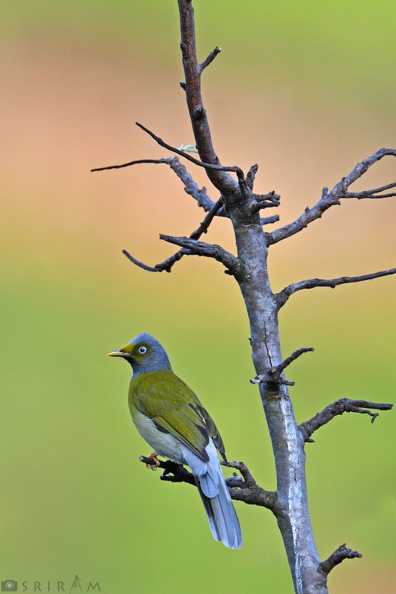 Gray-headed Bulbul - Sriram Reddy