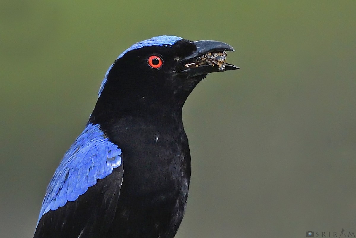 Asian Fairy-bluebird - ML144126741