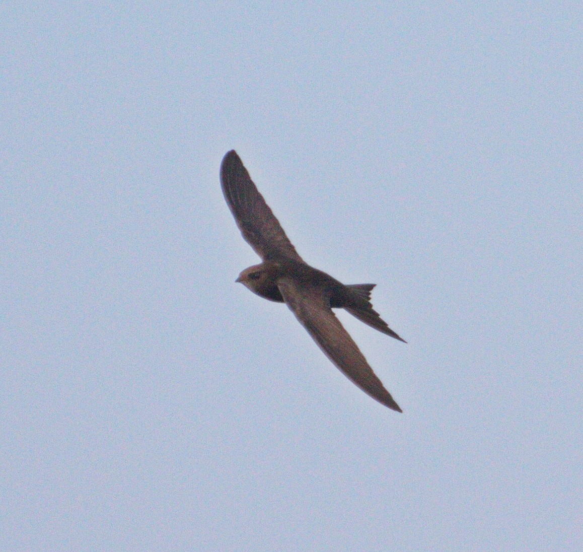 Pallid Swift - Gina Sheridan