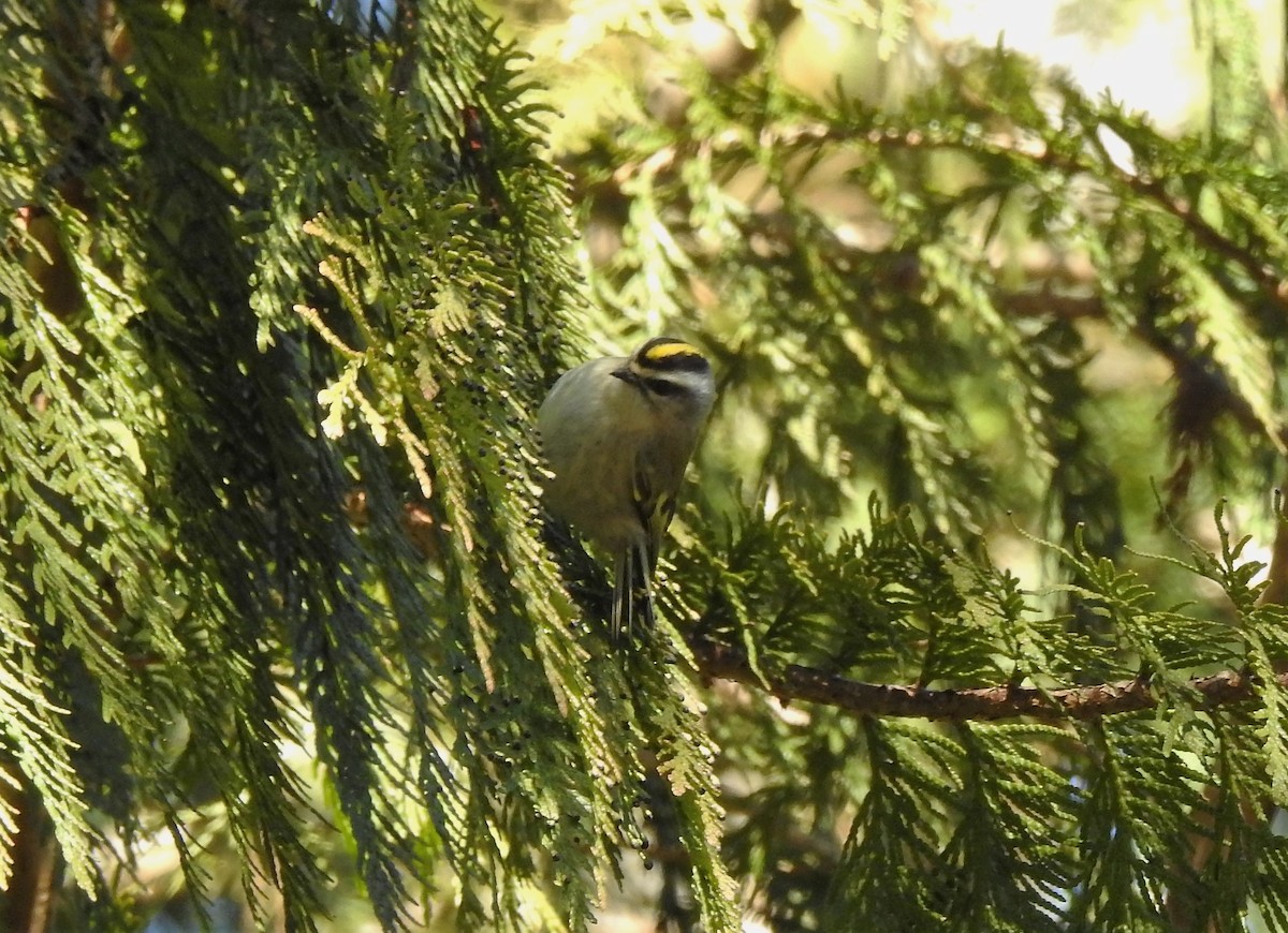 Golden-crowned Kinglet - ML144127041