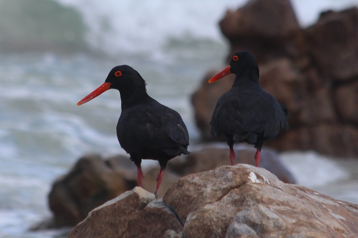 African Oystercatcher - Manuel Schwarz