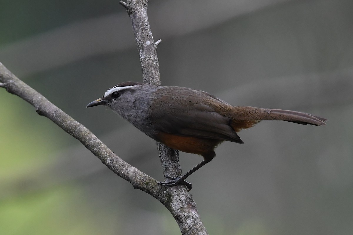 Palani Laughingthrush - Sriram Reddy