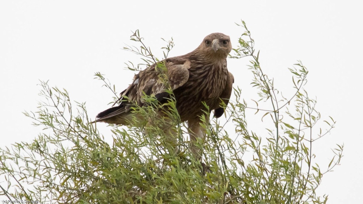 Aigle impérial - ML144129931