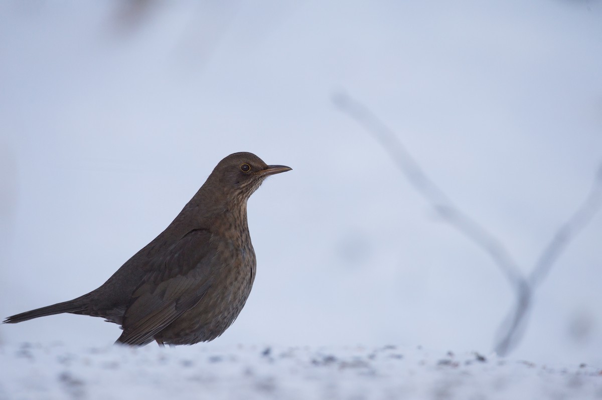 Eurasian Blackbird - ML144130891