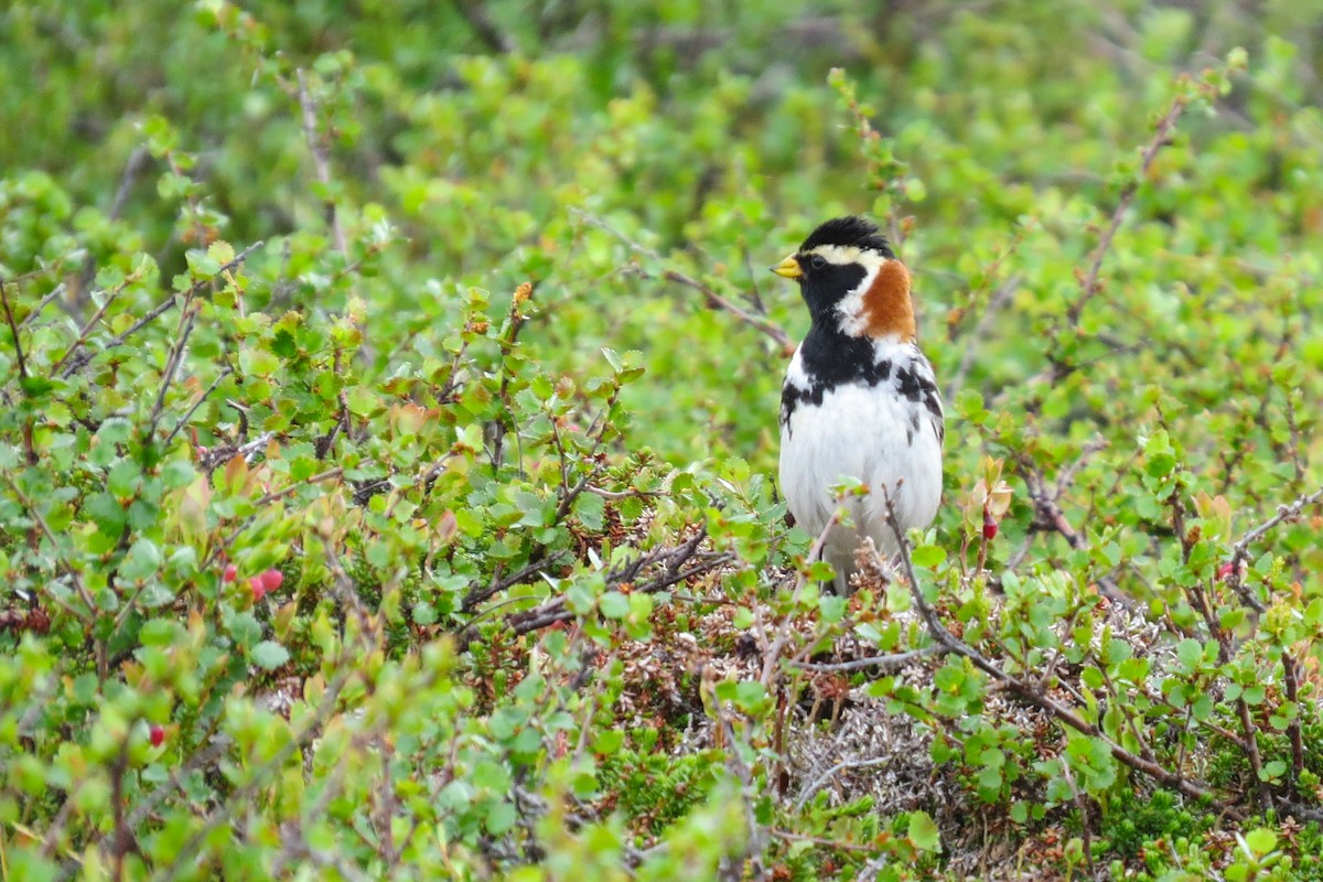 Lapland Longspur - ML144131631