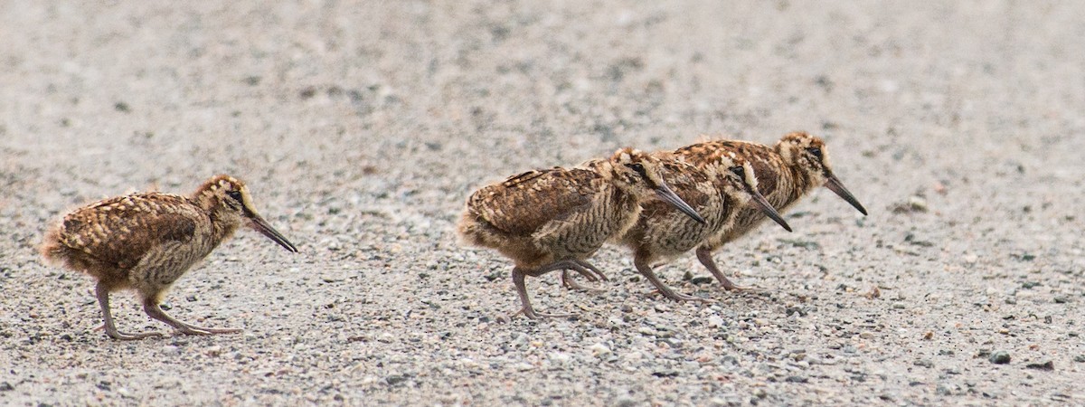 Eurasian Woodcock - ML144131991