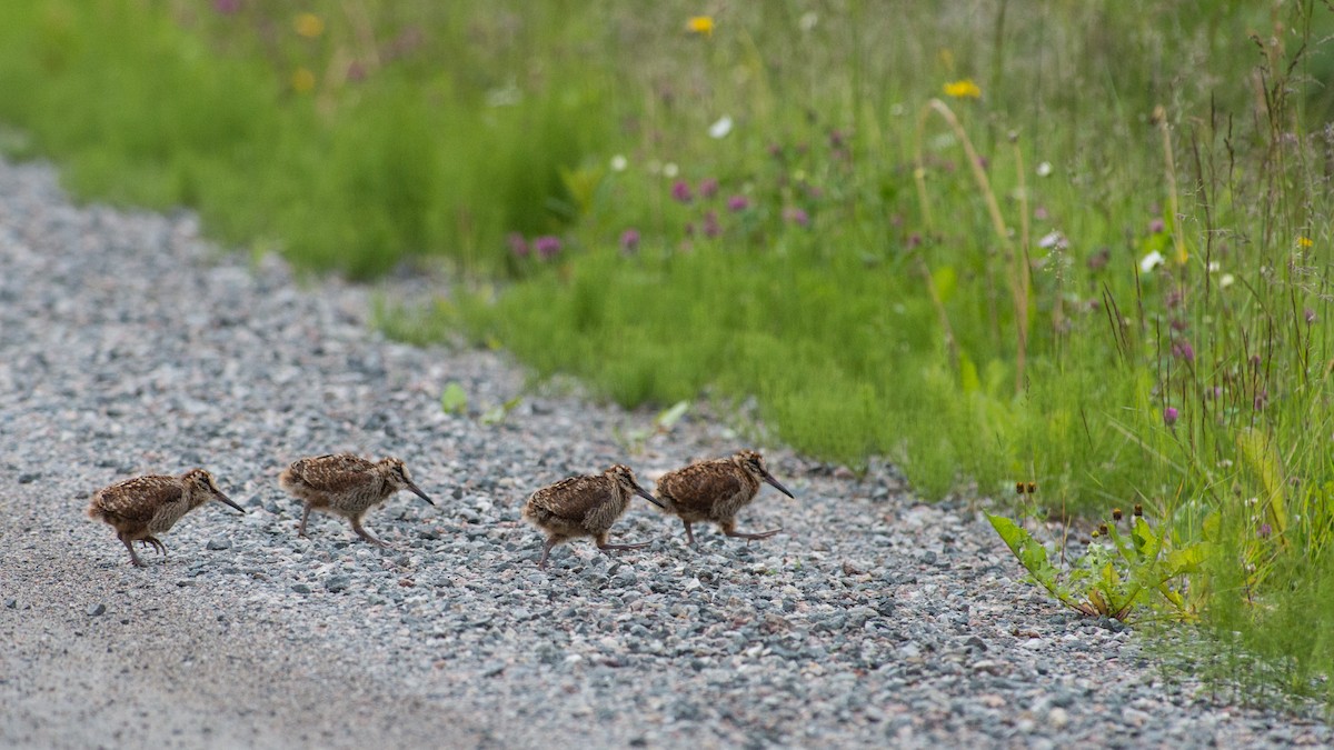 Eurasian Woodcock - ML144132041