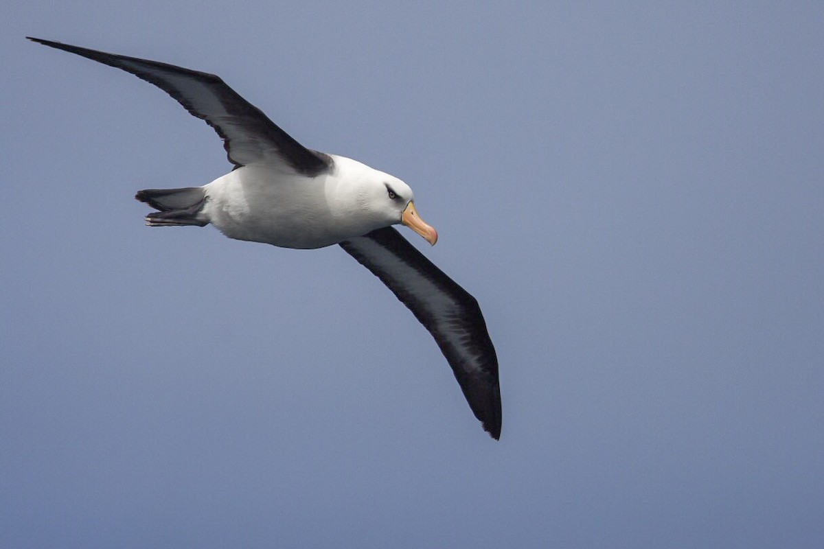 Black-browed Albatross (Campbell) - ML144133471
