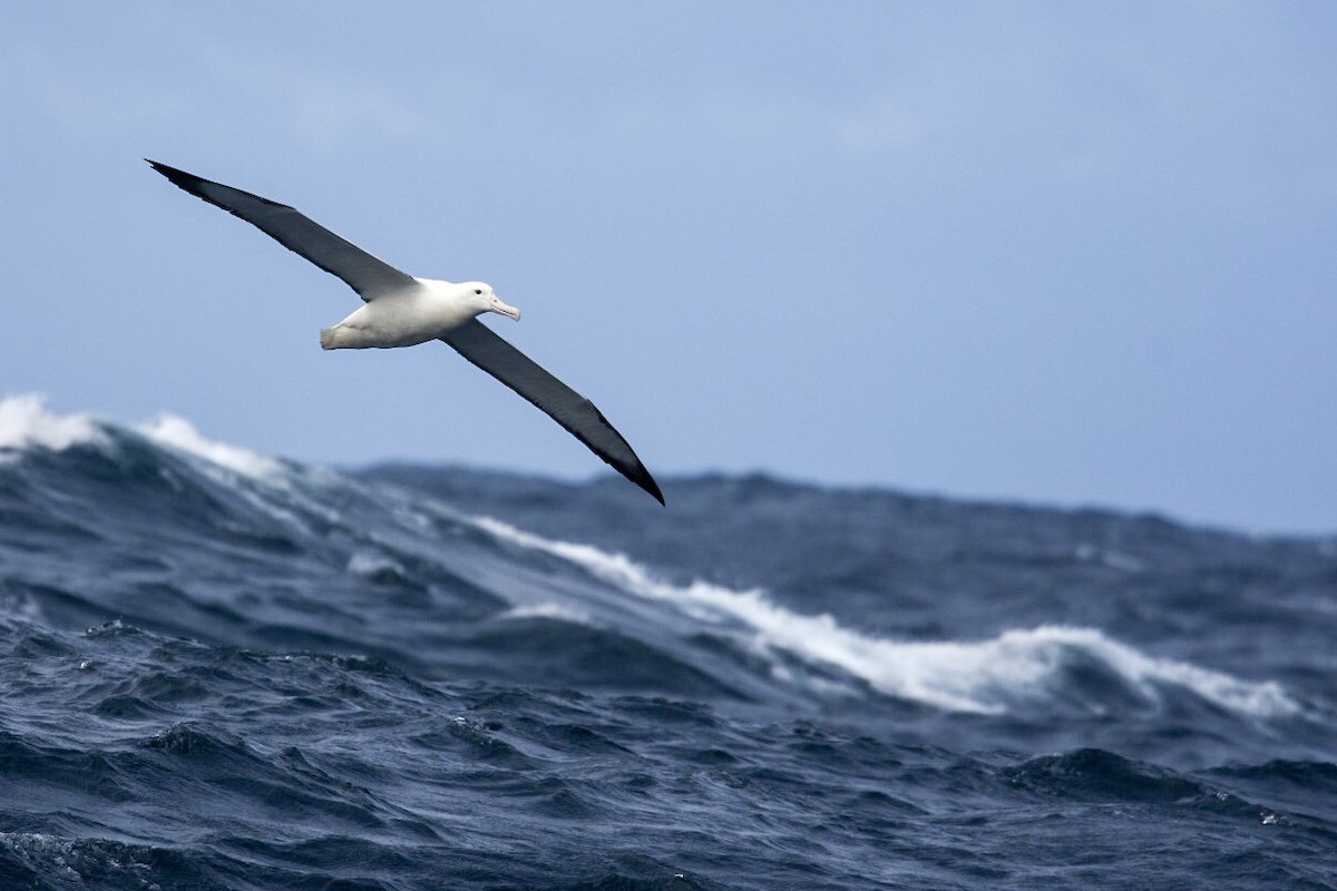 Southern Royal Albatross - Gerard de Jong