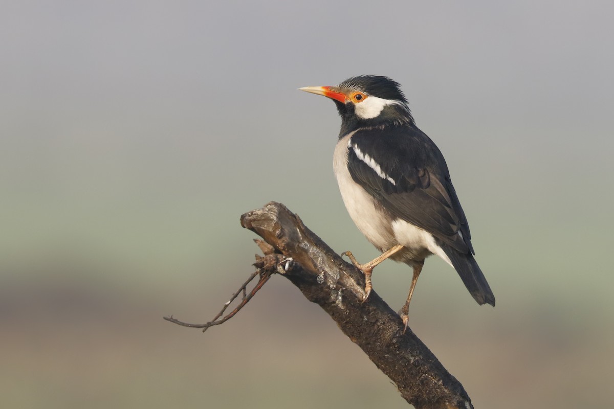 Indian Pied Starling - ML144133651