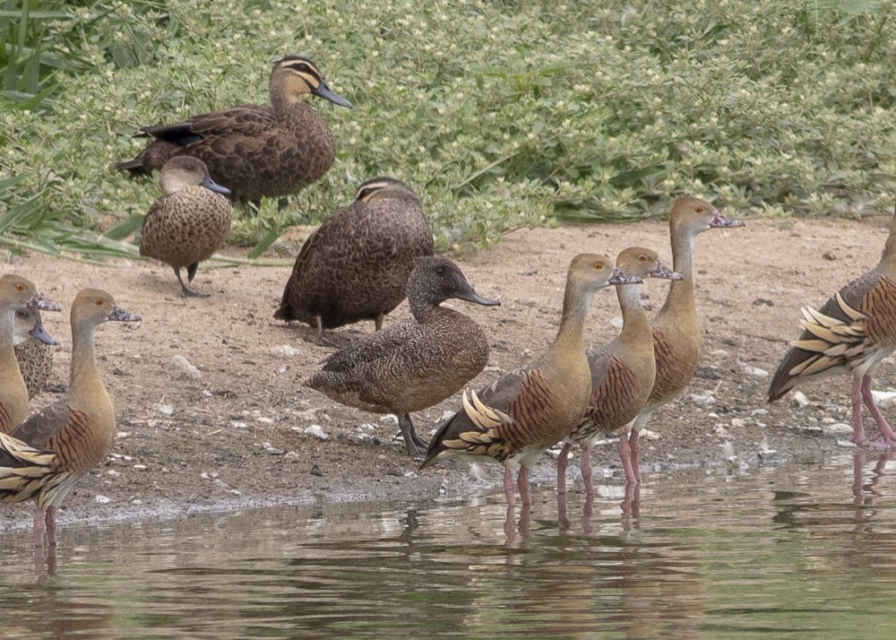 Freckled Duck - ML144133691