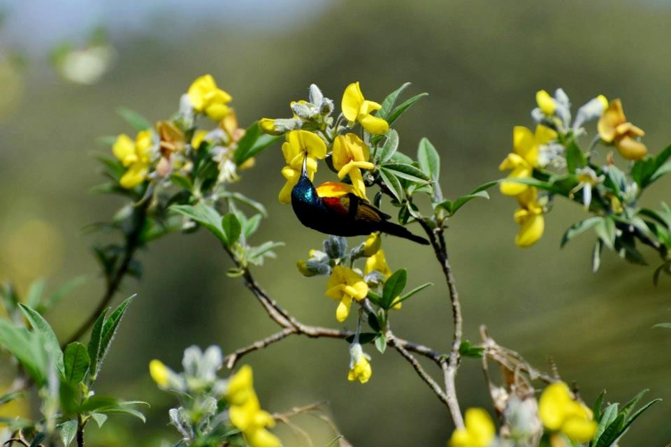 Green-tailed Sunbird - ML144135891