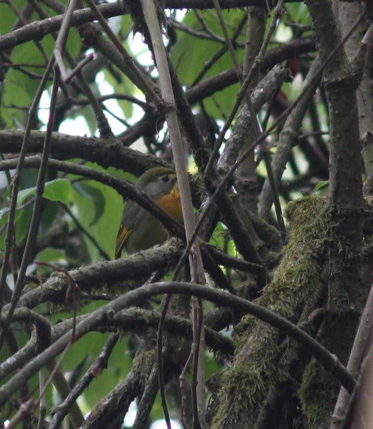 Red-billed Leiothrix - ML144135931