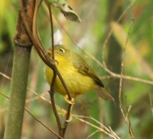 Mosquitero de Burke - ML144135971