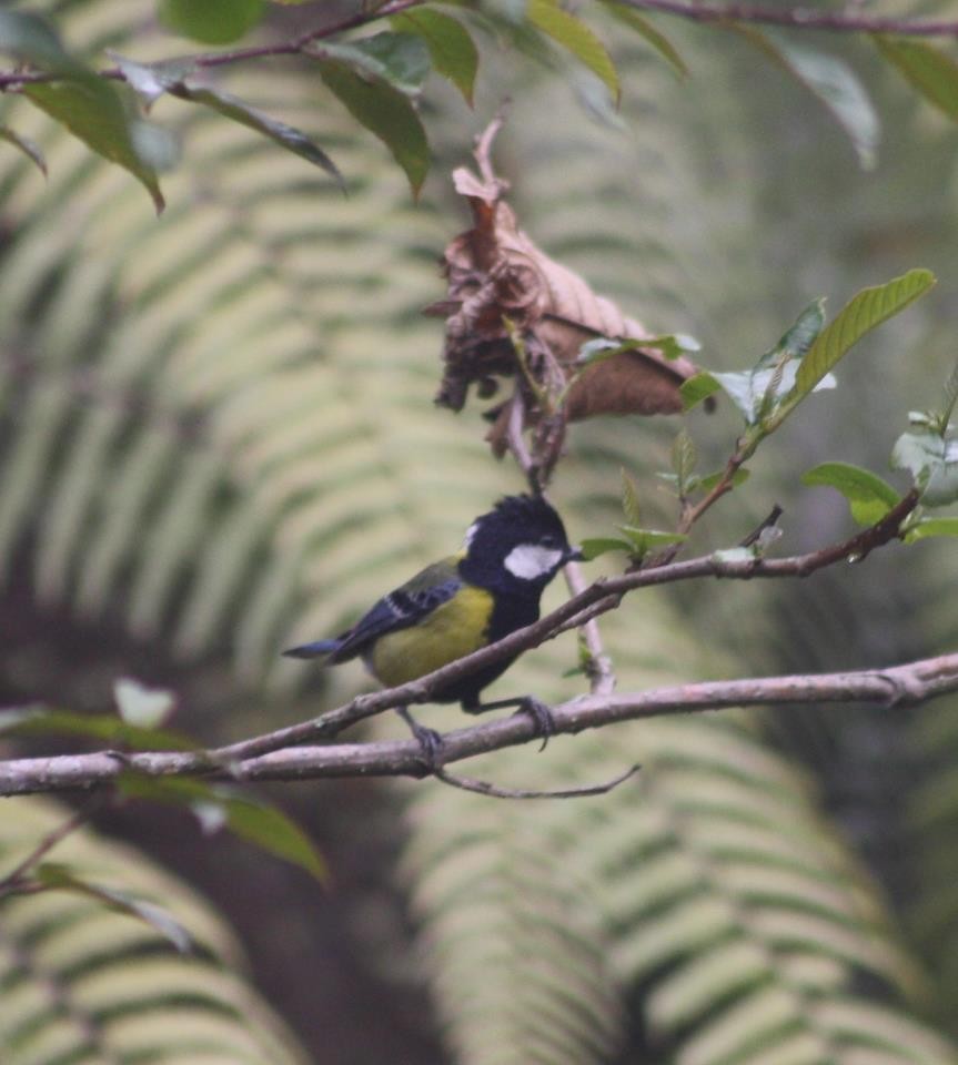 Green-backed Tit - ML144136011