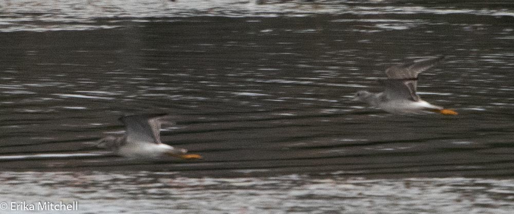 Greater Yellowlegs - ML144136661