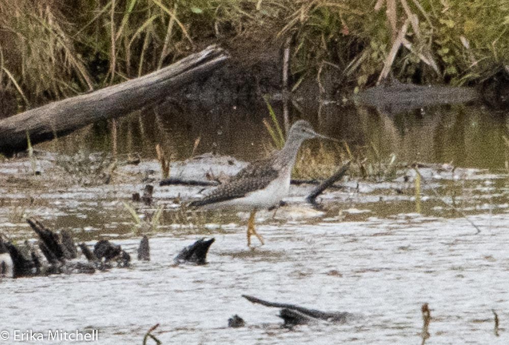 Greater Yellowlegs - ML144136681