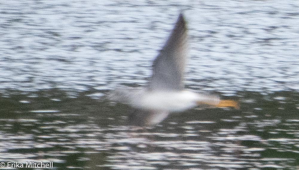 Greater Yellowlegs - ML144136691