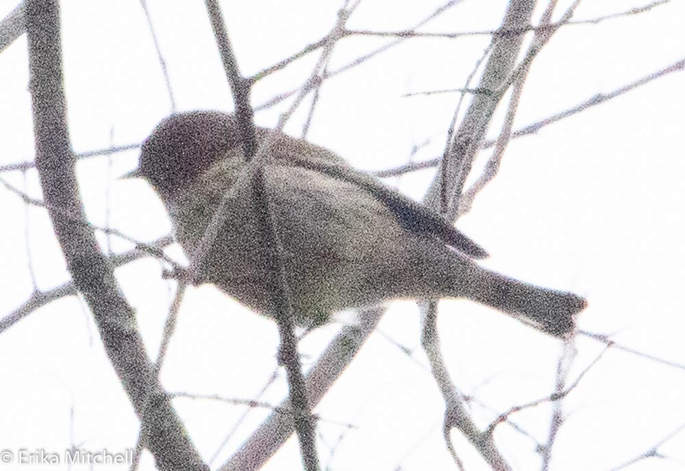 new world warbler sp. - ML144137401